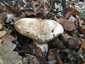 Ízletes vargánya (Boletus edulis), Budai-hegység